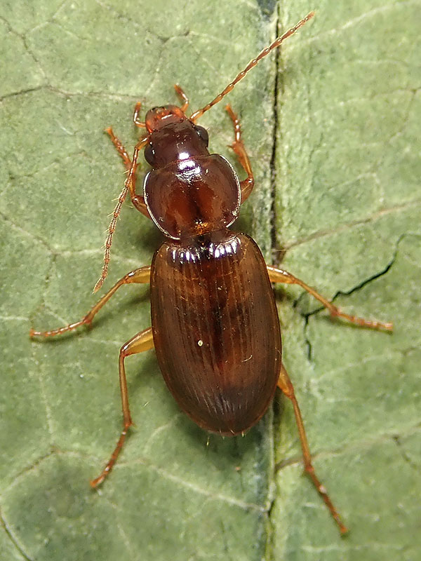 Carabidae da identificare: Synuchus vivalis